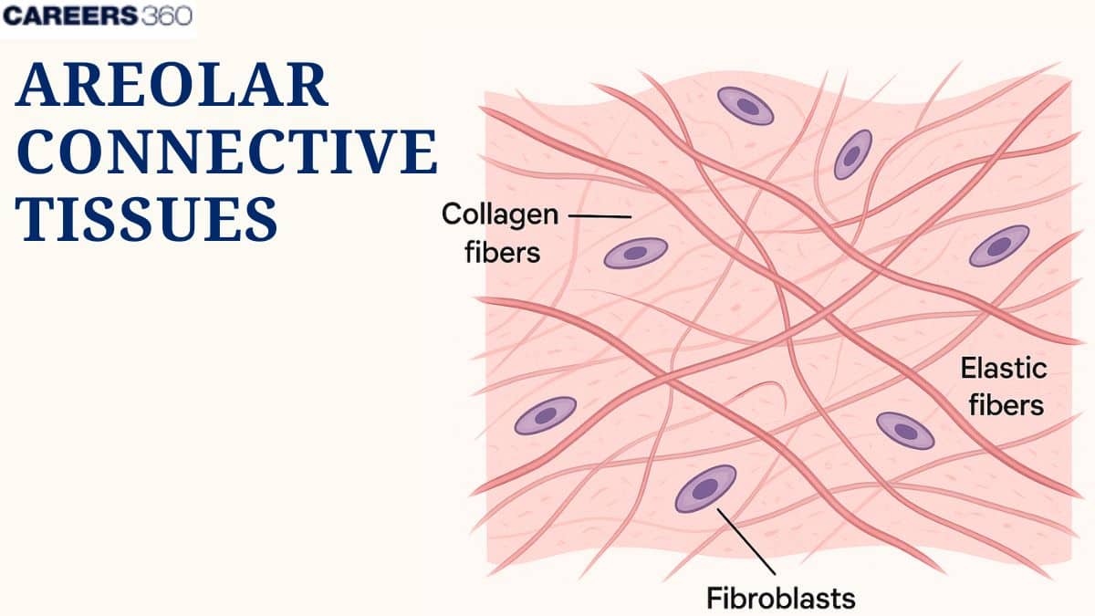 Areolar Connective Tissues